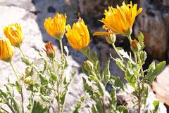 Dimorphotheca chrysanthemifolia