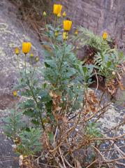 Dimorphotheca chrysanthemifolia