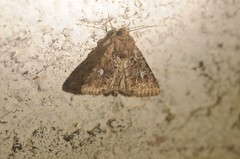 Properigea albimacula