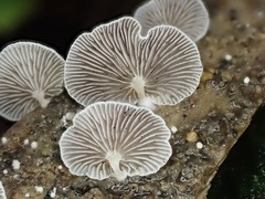 Deconica protea
