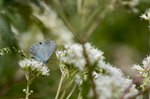 Celastrina oreas