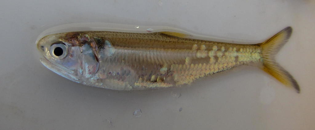 Orangemouth Anchovy