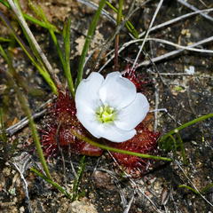 Drosera acaulis