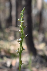 Prasophyllum brevilabre
