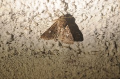 Properigea albimacula