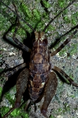 Pleioplectron hudsoni