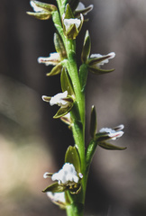 Prasophyllum brevilabre