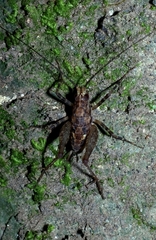 Pleioplectron hudsoni