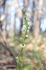 Prasophyllum brevilabre