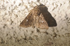 Properigea albimacula