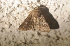 Properigea albimacula