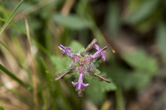 Pedicularis refracta transmorrisonensis