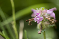 Pedicularis refracta transmorrisonensis