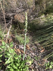 Thelymitra grandiflora