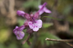 Pedicularis refracta transmorrisonensis