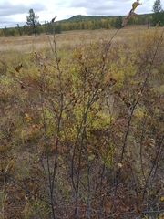 Betula fruticosa