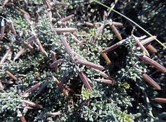 Indigofera sp11