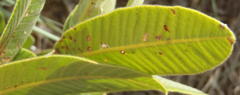 Ozoroa paniculosa paniculosa