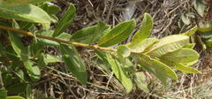 Ozoroa paniculosa paniculosa