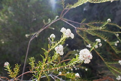 Phylica cryptandroides