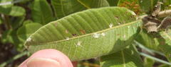 Ozoroa paniculosa paniculosa
