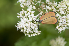 Rhodopsona marginata