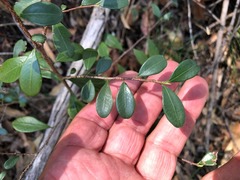 Erythroxylum australe