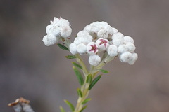 Phylica cryptandroides