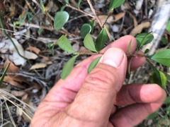Erythroxylum australe