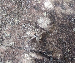 Menemerus bivittatus