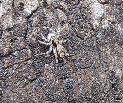 Menemerus bivittatus