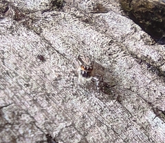 Menemerus bivittatus