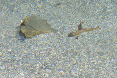 Oncorhynchus masou formosanus