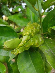 Trioza erytreae