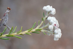 Phylica cryptandroides