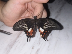 Papilio polytes