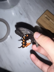 Papilio polytes