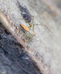 Oxyopes sertatoides