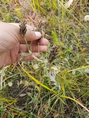 Astragalus inopinatus