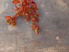 Mesembryanthemum aitonis