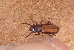 Platisus angusticollis