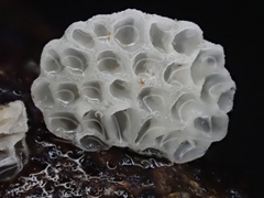 Favolaschia nipponica