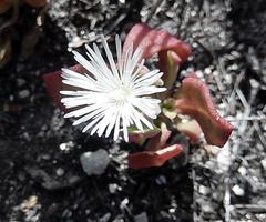 Mesembryanthemum aitonis