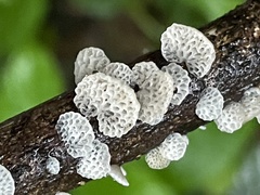 Favolaschia nipponica