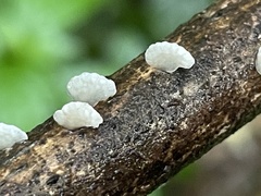 Favolaschia nipponica