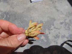 Mesembryanthemum aitonis