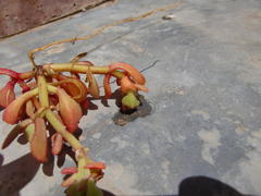 Mesembryanthemum aitonis