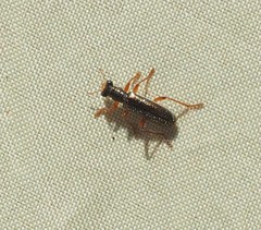 Lemidia