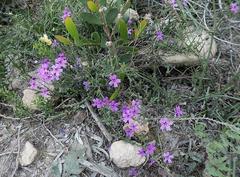 Jamesbrittenia calciphila