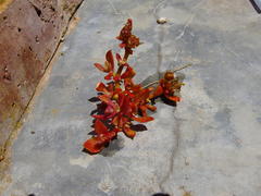 Mesembryanthemum aitonis